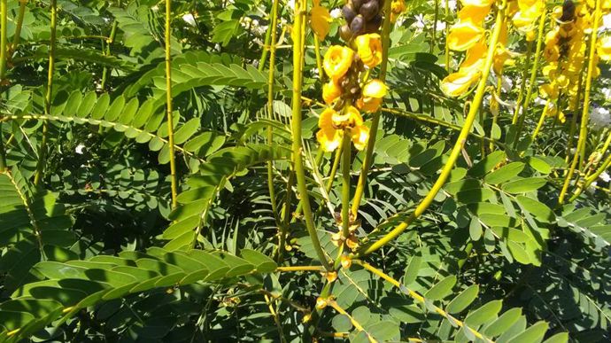 Cassia didymobotrya. A Agrocampus Ouest, à Angers (49).